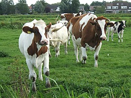 好奇,母牛,woerdense verlaat