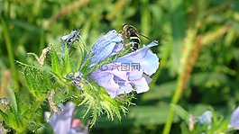 性質(zhì),花,夏季