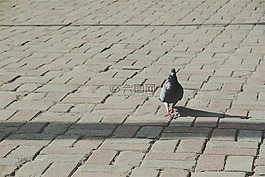 鴿子,鳥,鵝卵石