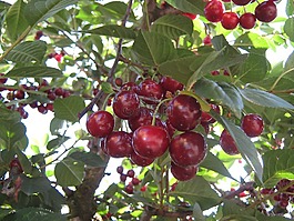 櫻桃,水果,果樹