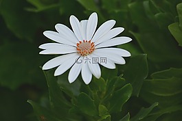 花,植物學(xué),植物區(qū)系