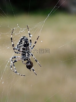 蜘蛛,昆蟲,蛛網(wǎng)