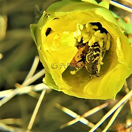 仙人掌,昆蟲(chóng),黃色花