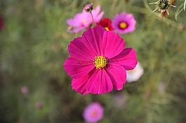 宇宙花,花,植物