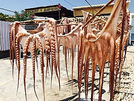 鱿鱼,鱼,干