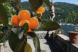 太陽,水果,橘子