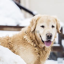 狗,寵物,犬