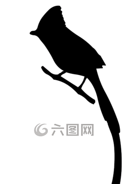 鳥,側(cè)影,動物
