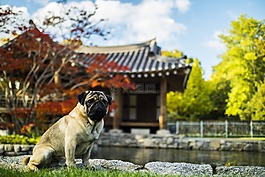動物,狗,牛頭犬