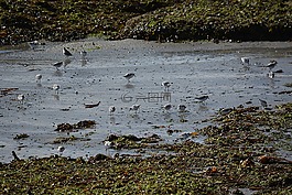 鳥,動物區(qū)系,性質(zhì)