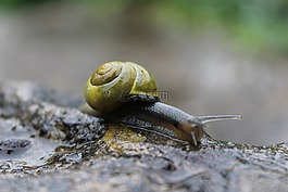 蝸牛,雨,小