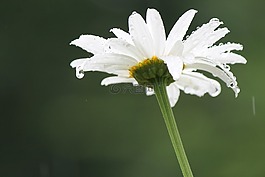 雨,雛菊,花