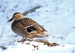 鴨,女性,鳥