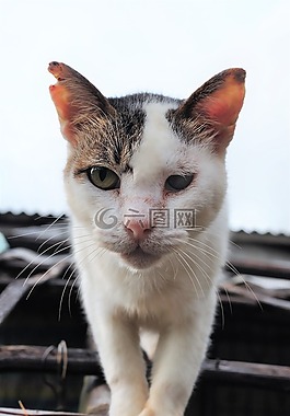 貓,寵物,動物