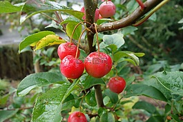 點綴,海棠,花園