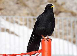 鳥,性質,寒鴉