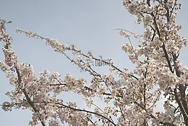 櫻花,日本,粉紅色