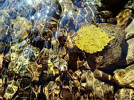 葉子,游泳,水面