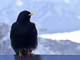 鳥,性質,寒鴉