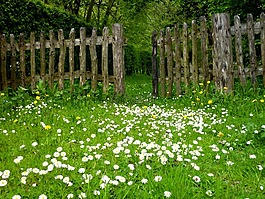 花園,草地,籬笆