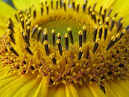 向日葵,開花,花