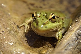 青蛙,兩棲,動物區(qū)系