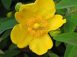 花卉,黃色花,性質(zhì)