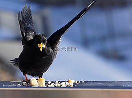 鳥,性質,寒鴉
