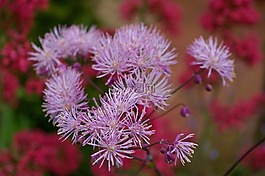 鴿的,開花,花