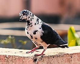 鳥,動物,野生動物