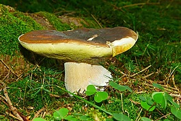 臨時選舉委員會,蘑菇,夏天steinpilz