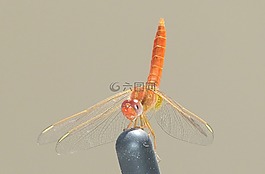 昆蟲,蜻蜓,飛行