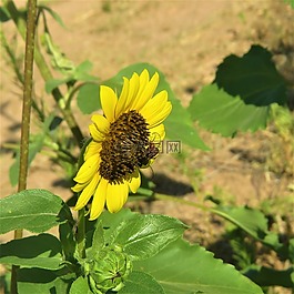 向日葵,昆蟲(chóng),黃色