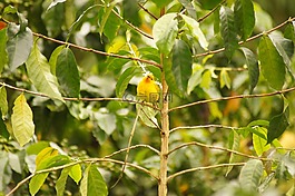 鳥,。,金迪奧
