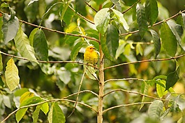 鳥,。,金迪奧