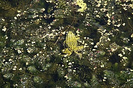 青蛙,蛙池,綠色