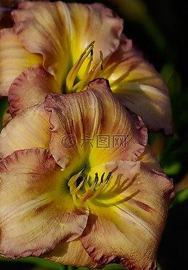 黄花菜,百合,花