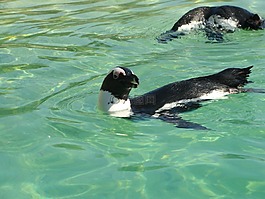 企鵝,動物園,海洋哺乳動物