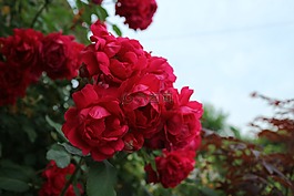 玫瑰,天空,鮮花