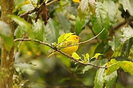 鳥,。,金迪奧