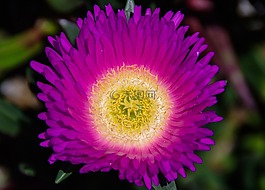 pigface,花,紫色