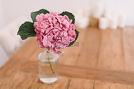 花,粉紅色,花瓣