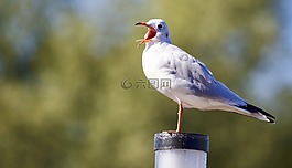 動(dòng)物,鳥,海鷗