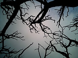 天空,分支機(jī)構(gòu),干