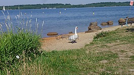 夏季,湖,天鵝