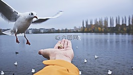 動(dòng)物,鳥,海鷗