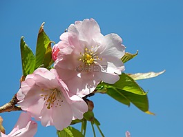 春天,mandelbaeumchen,杏仁花
