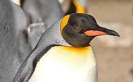 企鵝,動物園