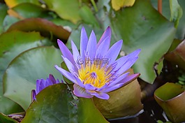 睡蓮,池塘,水生植物