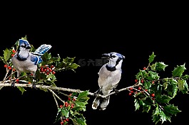 鳥,鳥嘴,羽毛